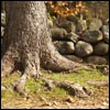 Nature & Environment