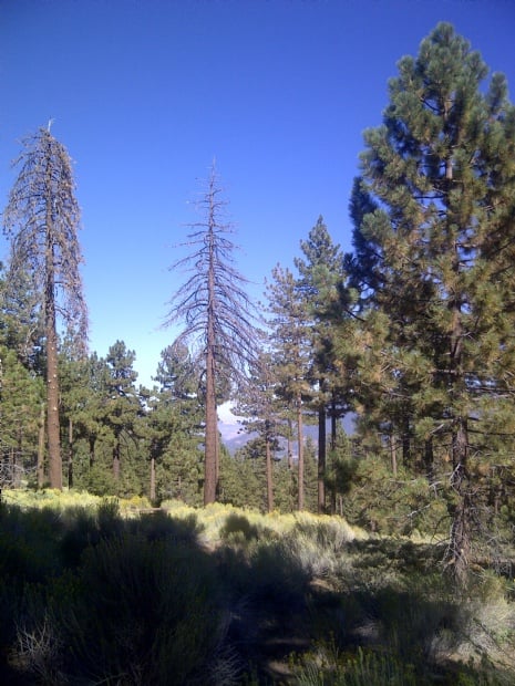 Trees.jpg