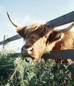 Bull.jpg
