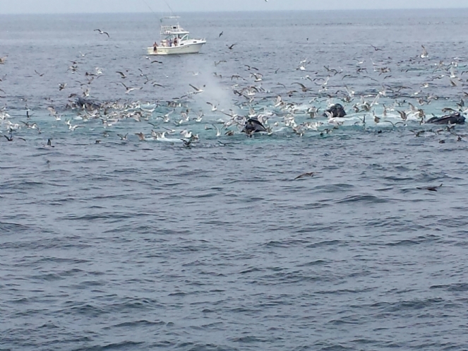 20160728_153449(0)_resized.jpg