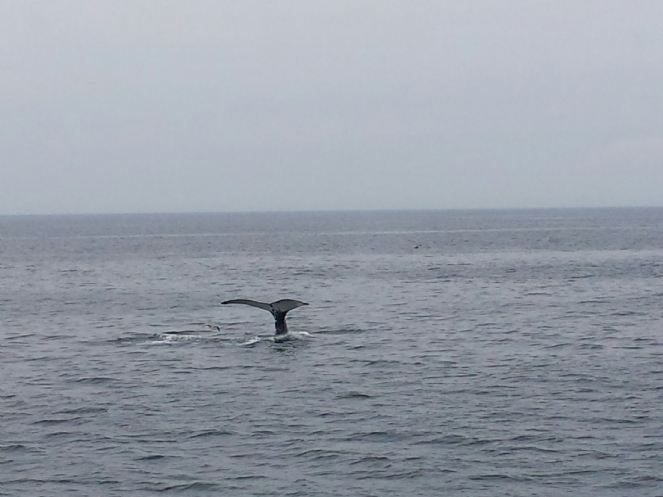 20160728_150823(0)_resized.jpg